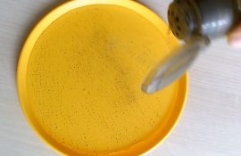 OMC-SdS-PoivreSurpriseweb