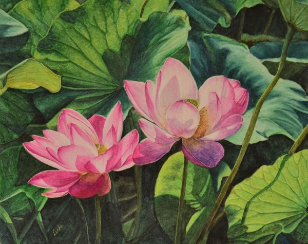 Les lotus