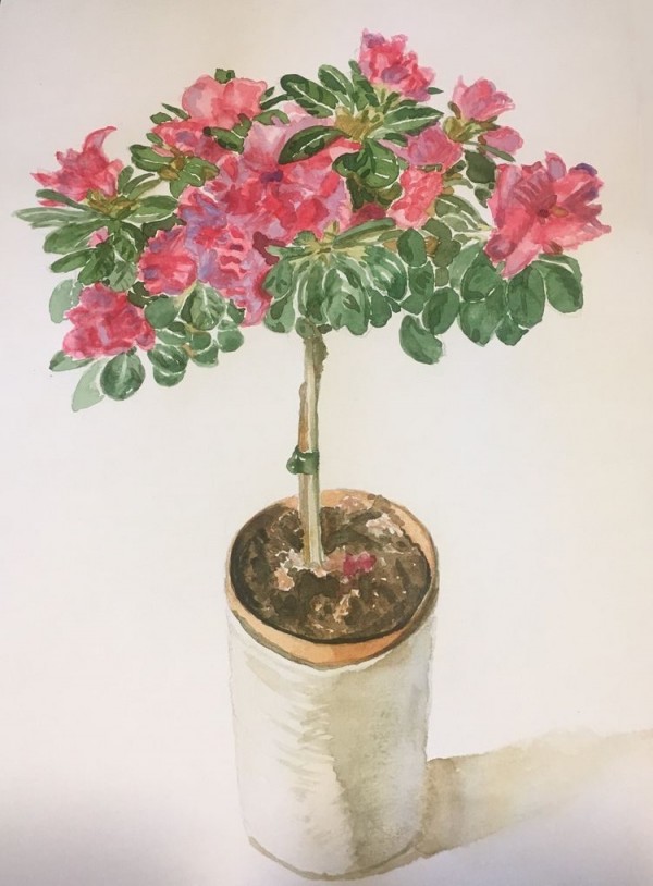 Azalées - aquarelle