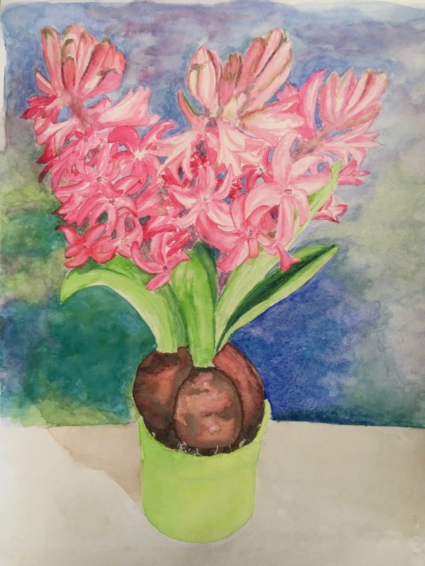 Jacinthes - aquarelle