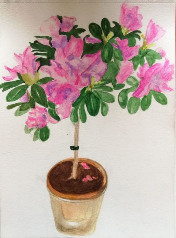 Azalées - aquarelle