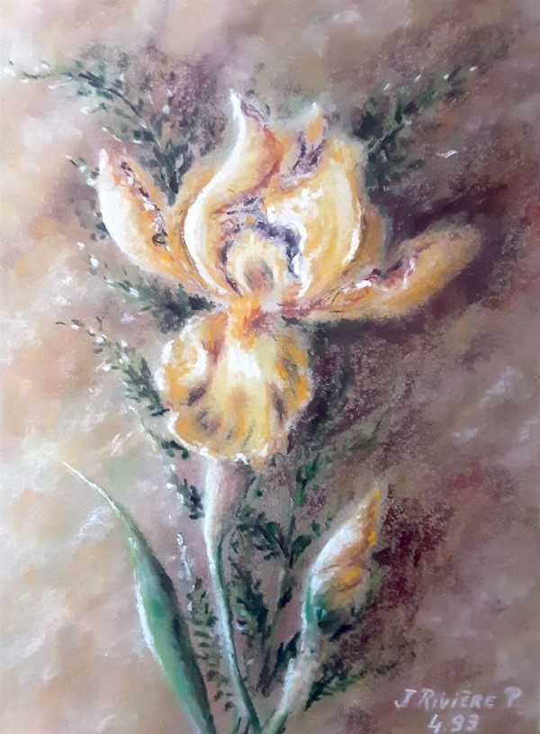 Iris 31x41